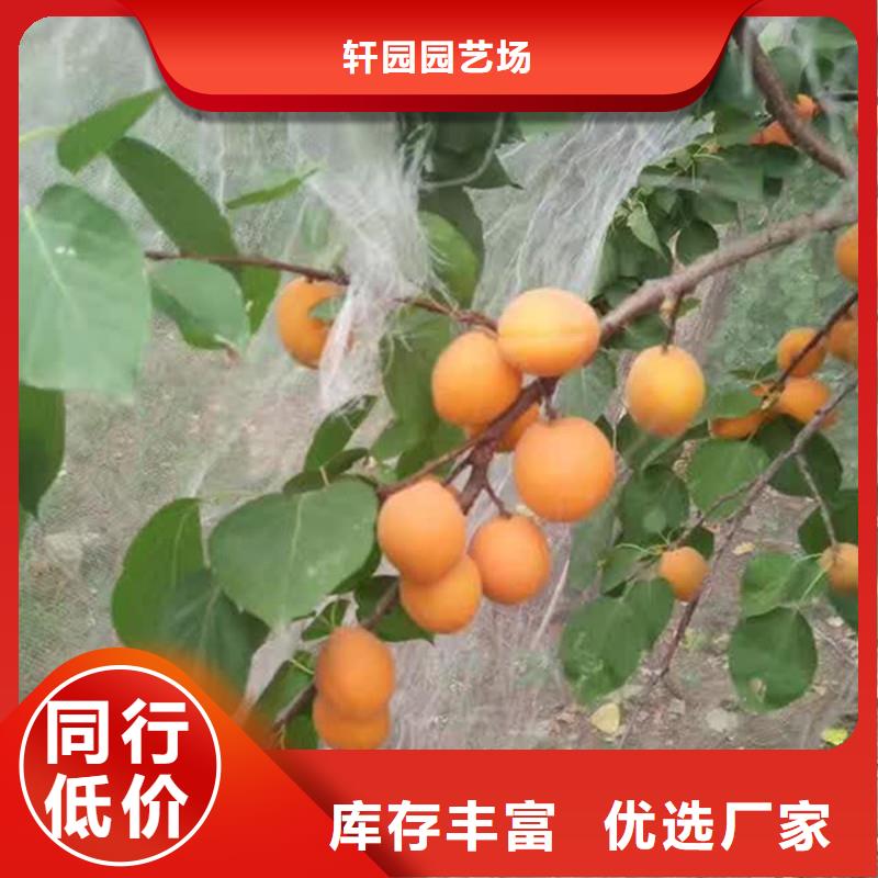 杏_【猕猴桃苗】厂家规格全