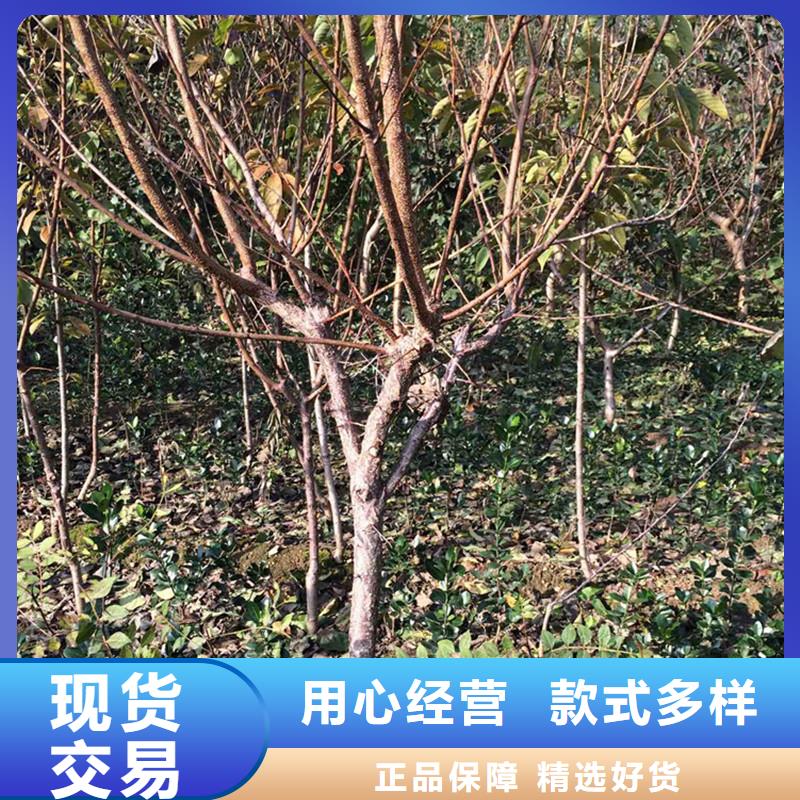 杏樱桃苗用心做好每一件产品