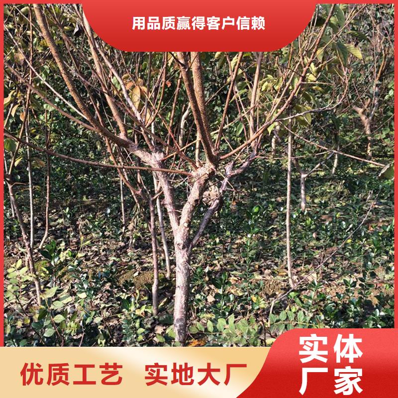 杏_樱桃苗就近发货