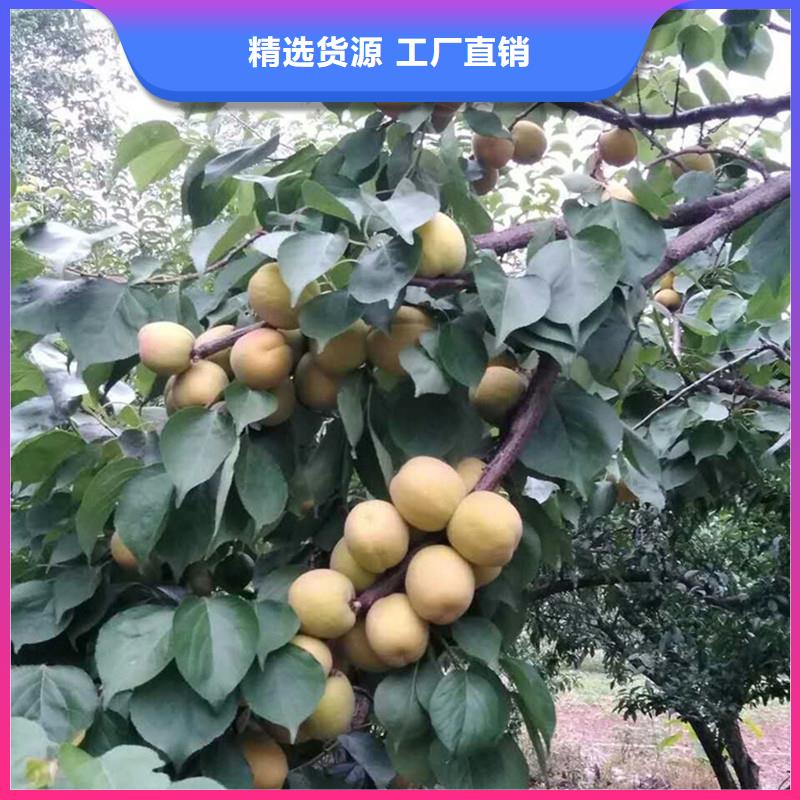 杏,桃树苗现货