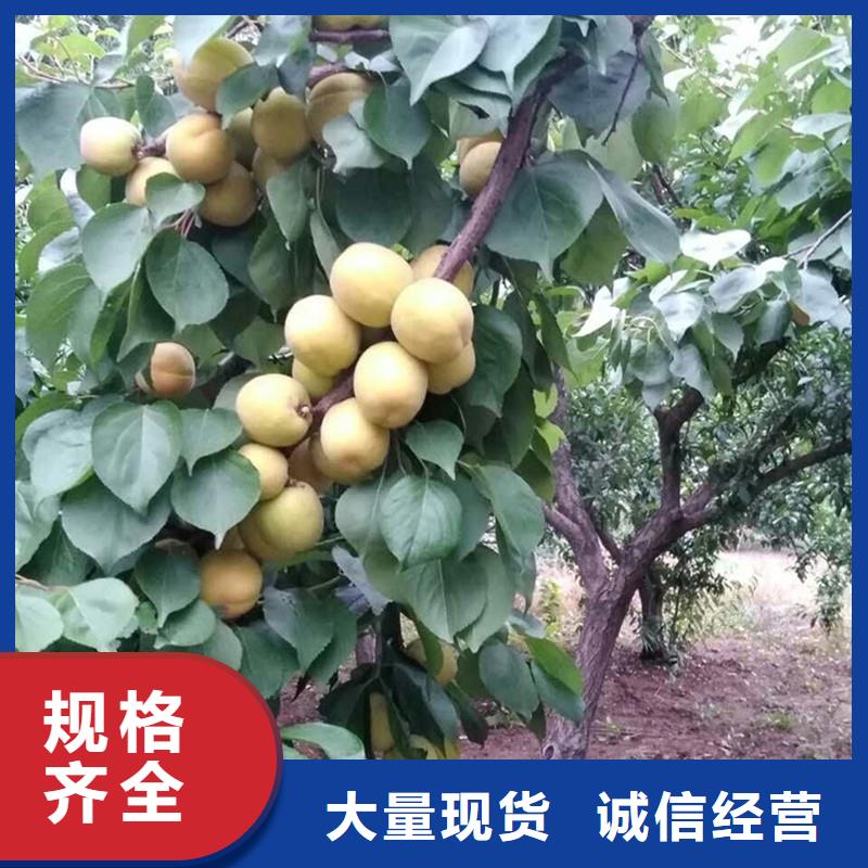 杏,猕猴桃苗品牌专营