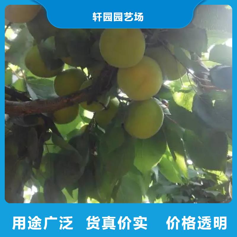 杏,桃树苗现货