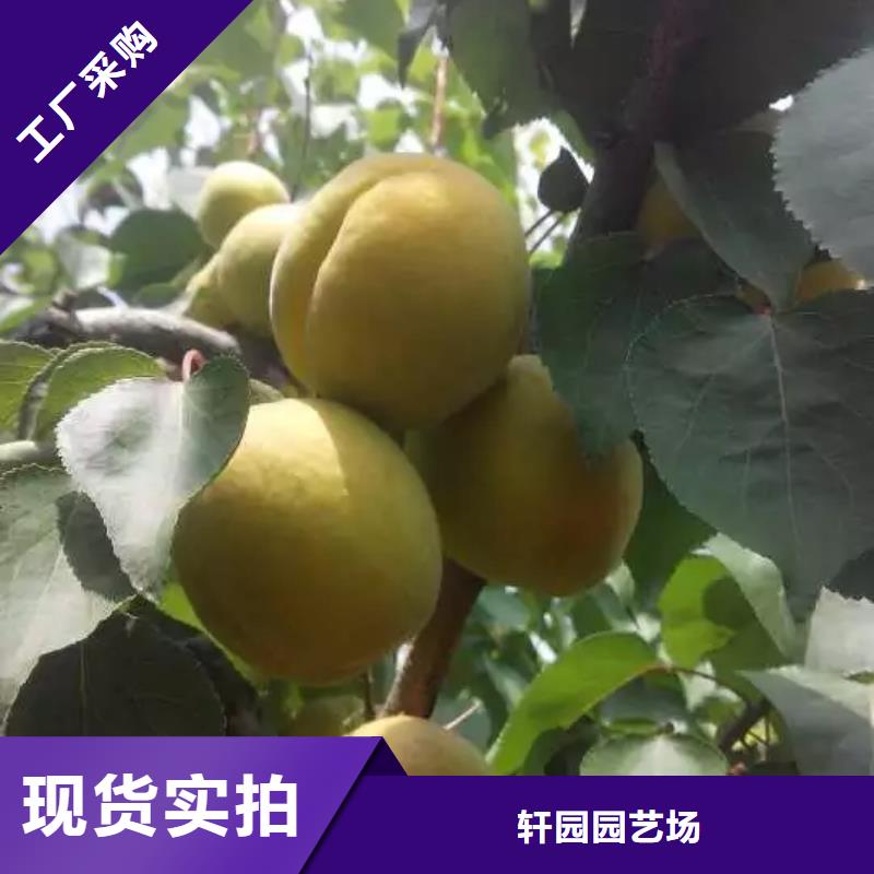 杏 【苹果苗】满足客户所需