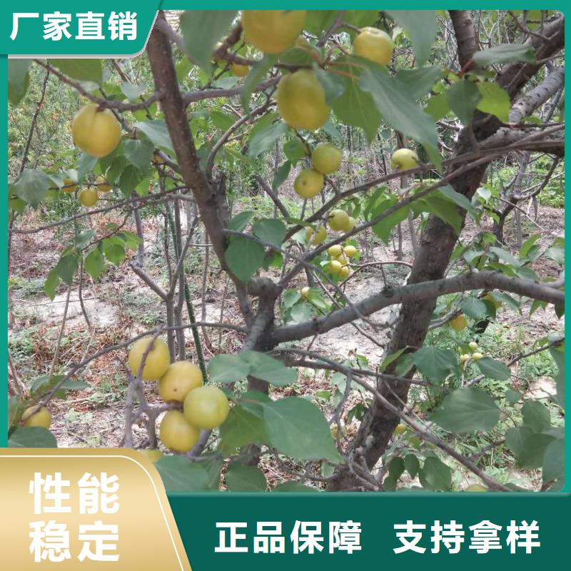 杏3公分软籽石榴苗本地厂家值得信赖