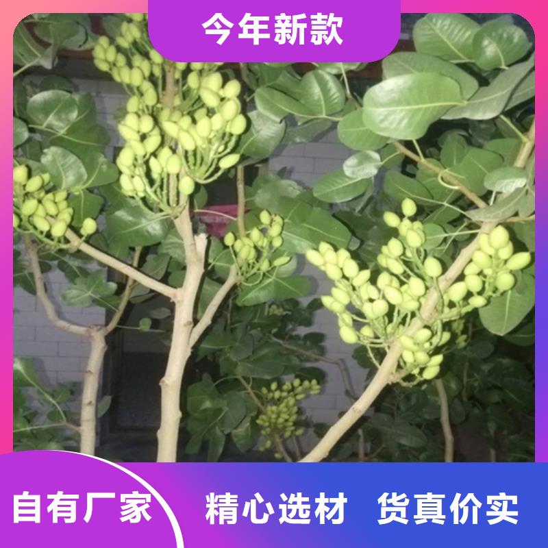 开心果-无花果苗精工打造