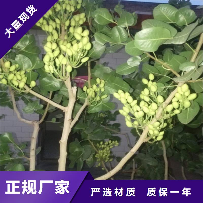 开心果北美冬青来图定制量大从优