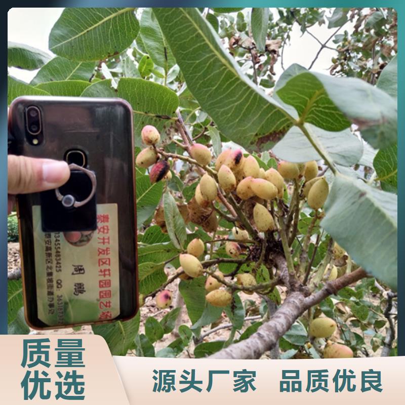 【 开心果_桃树苗就近发货】-轩园园艺场(延边市分公司)-二八商务
