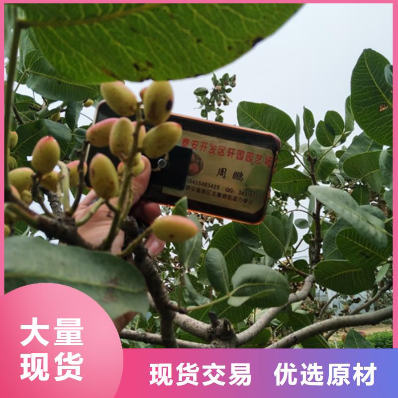 开心果梨树苗多种工艺