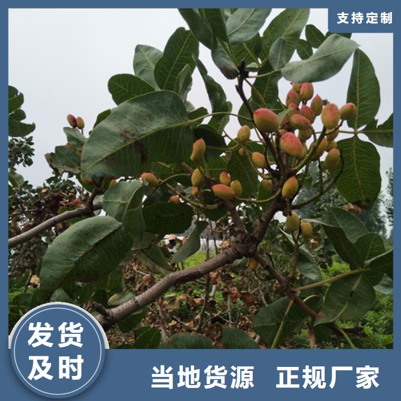 开心果苹果苗省心又省钱