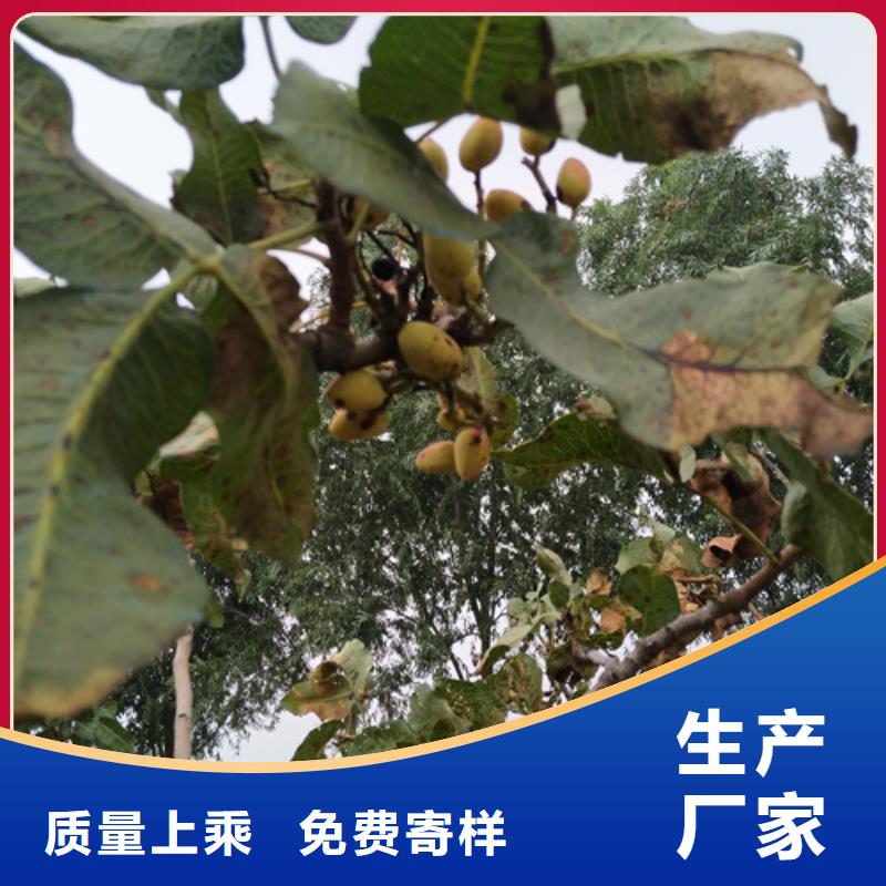 开心果苹果苗省心又省钱