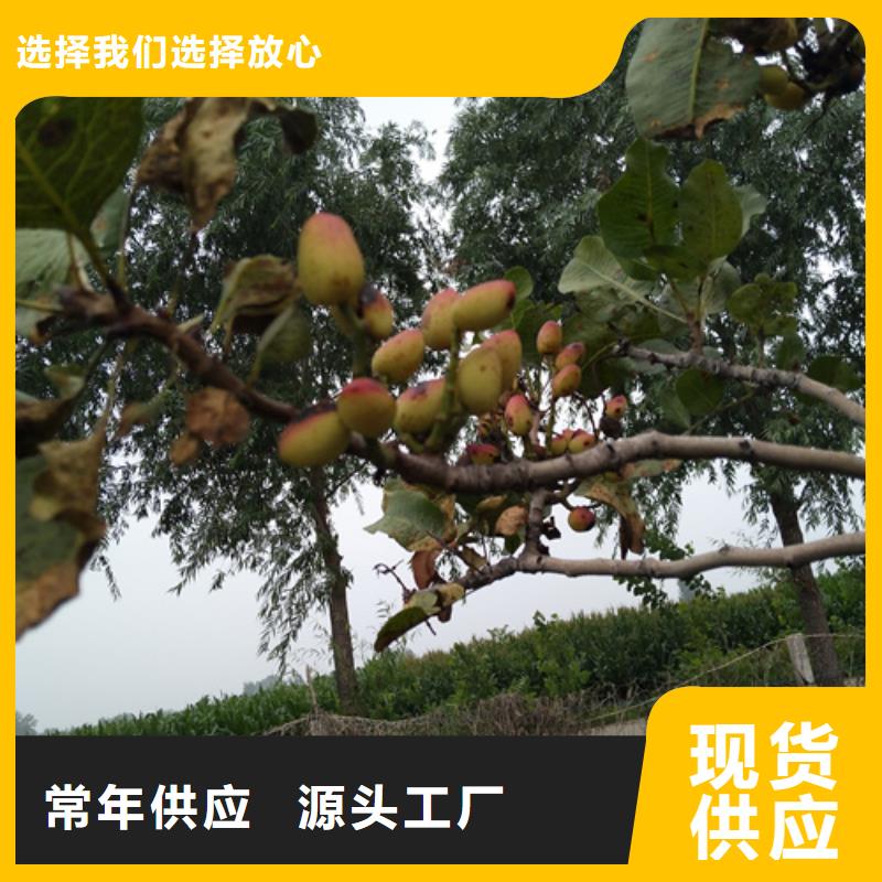 【 开心果_桃树苗就近发货】-轩园园艺场(延边市分公司)-二八商务