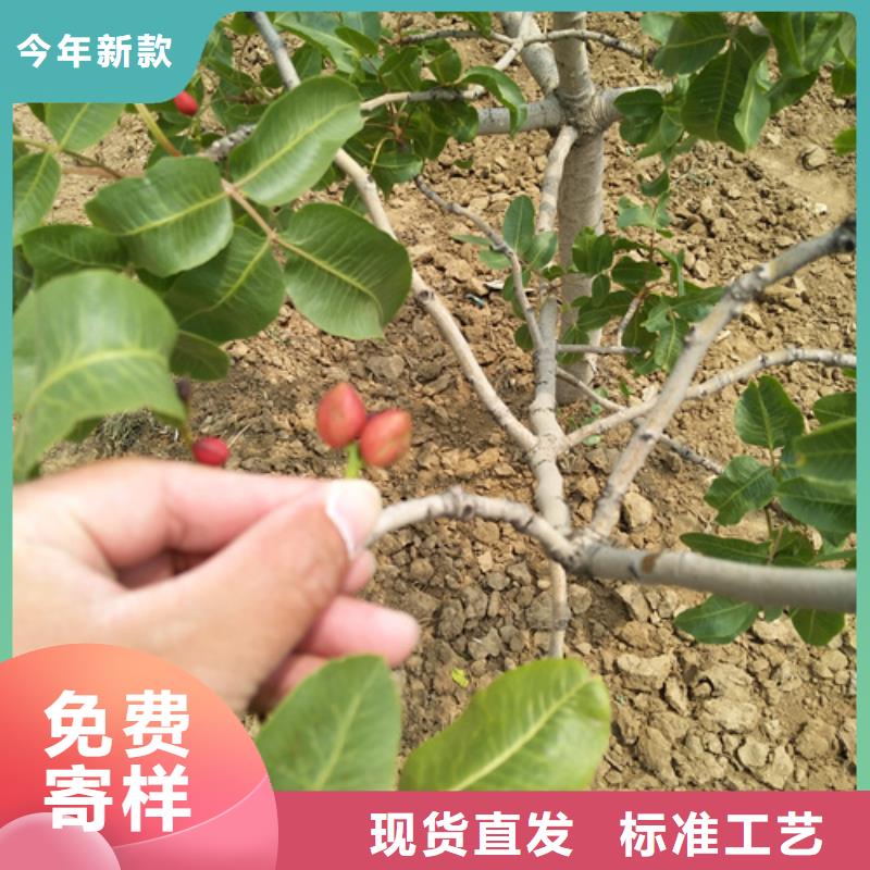 开心果梨树苗多种工艺