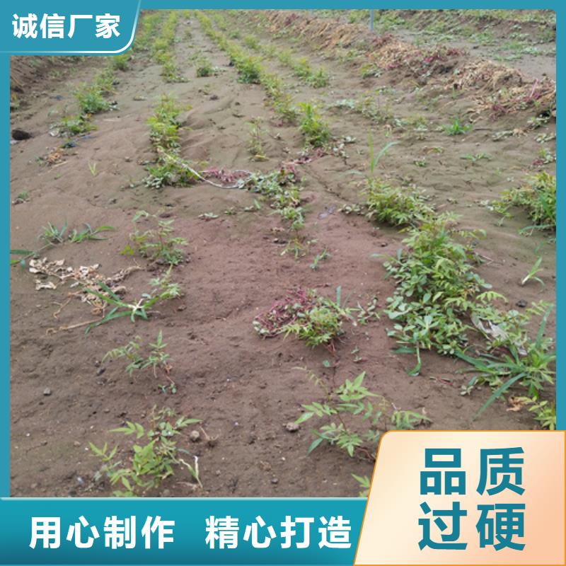 开心果,黄瓜苗精工细致打造