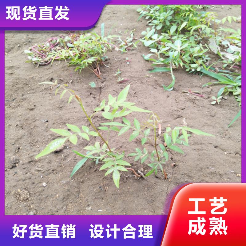 开心果梨树苗多种工艺