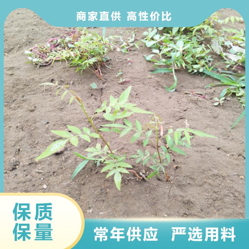 【 开心果_桃树苗就近发货】-轩园园艺场(延边市分公司)-二八商务