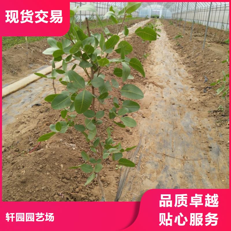 【 开心果_桃树苗就近发货】-轩园园艺场(延边市分公司)-二八商务