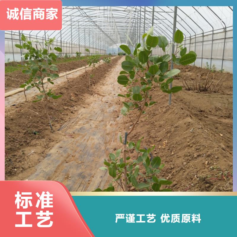 【开心果】,桃树苗工艺层层把关轩园石榴树苗