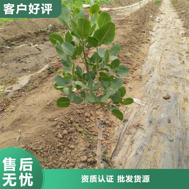 【 开心果_桃树苗就近发货】-轩园园艺场(延边市分公司)-二八商务