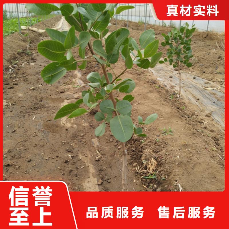 开心果-无花果苗精工打造