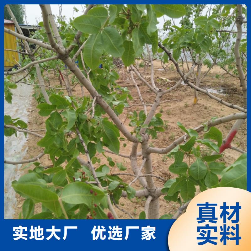 开心果,黄瓜苗精工细致打造