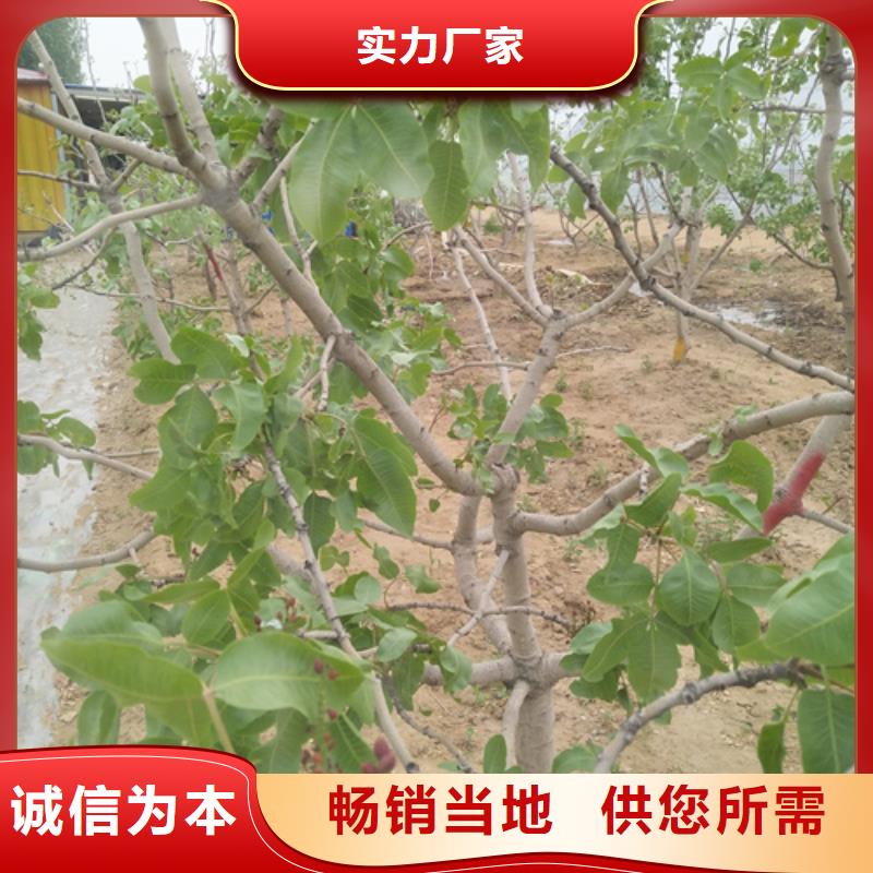 开心果-无花果苗精工打造