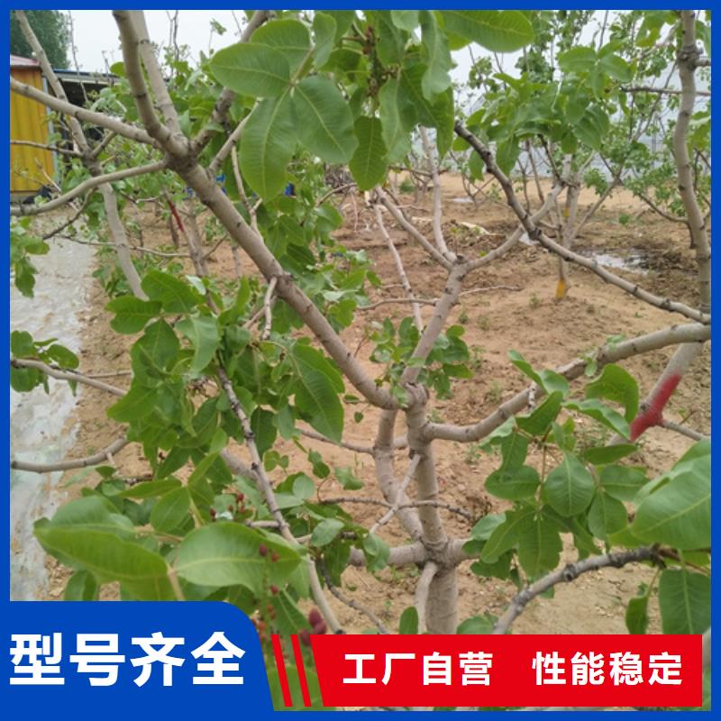 开心果苹果苗定制不额外收费