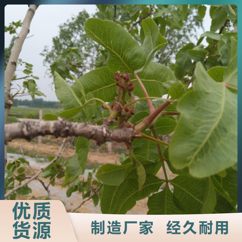 【开心果】,桃树苗工艺层层把关轩园石榴树苗