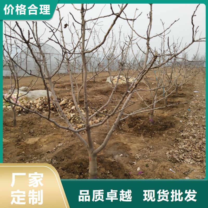 开心果北美冬青来图定制量大从优
