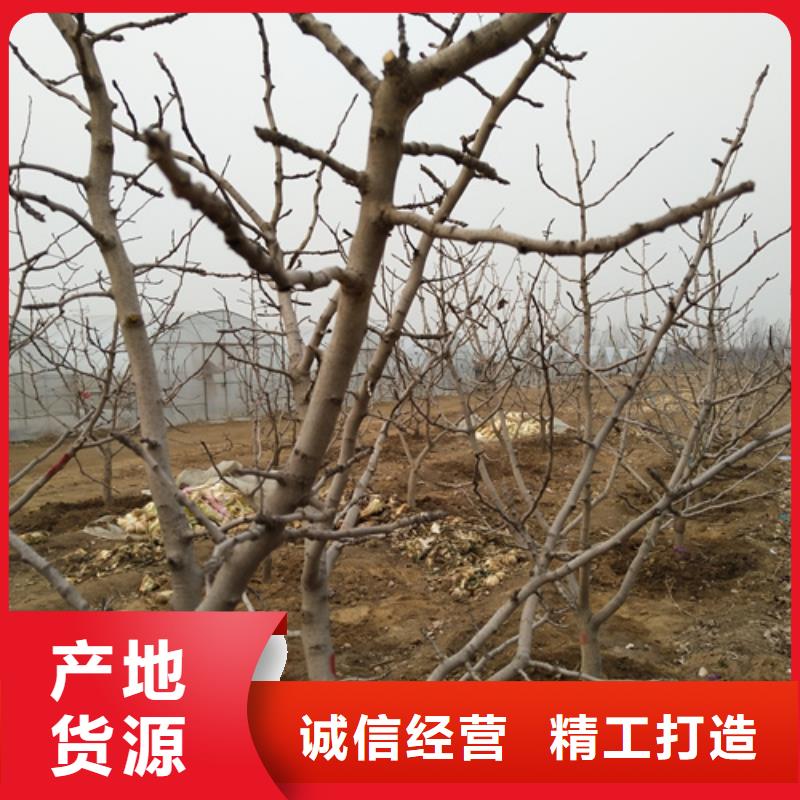 【 开心果_桃树苗就近发货】-轩园园艺场(延边市分公司)-二八商务