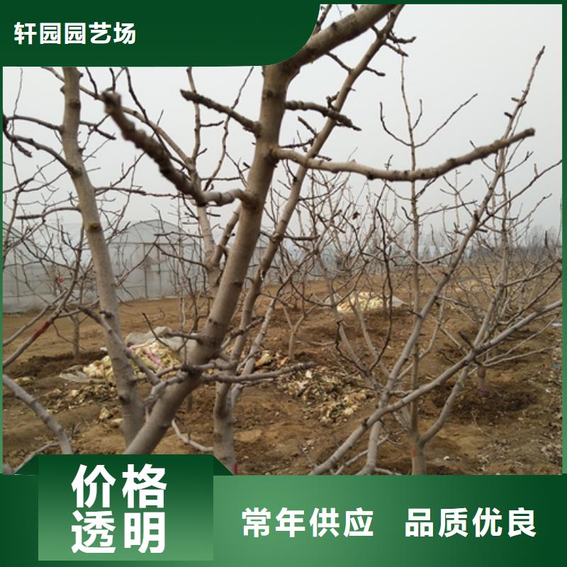 开心果苹果苗定制不额外收费