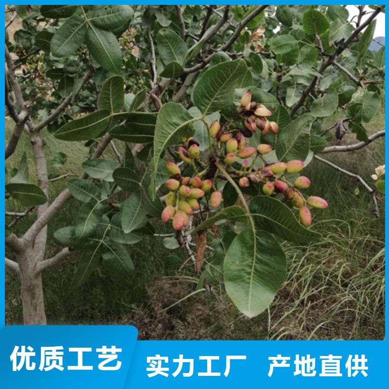开心果苹果苗省心又省钱