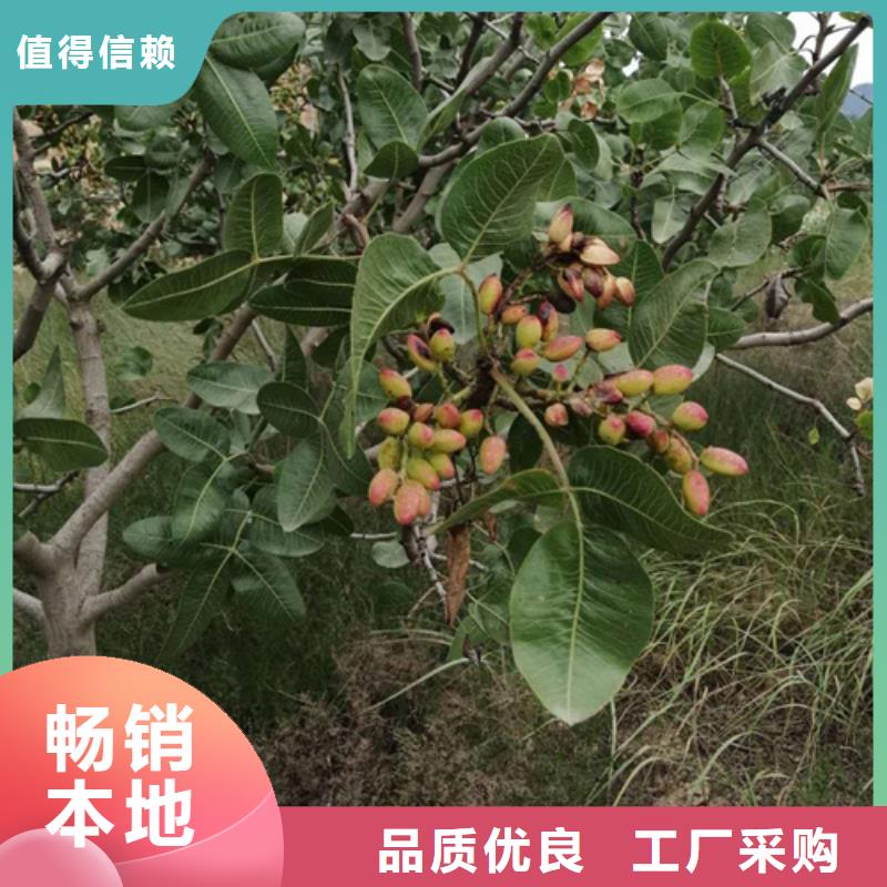 开心果梨树苗多种工艺