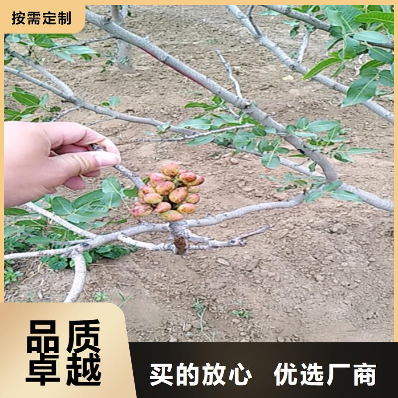 开心果桃树苗的简单介绍