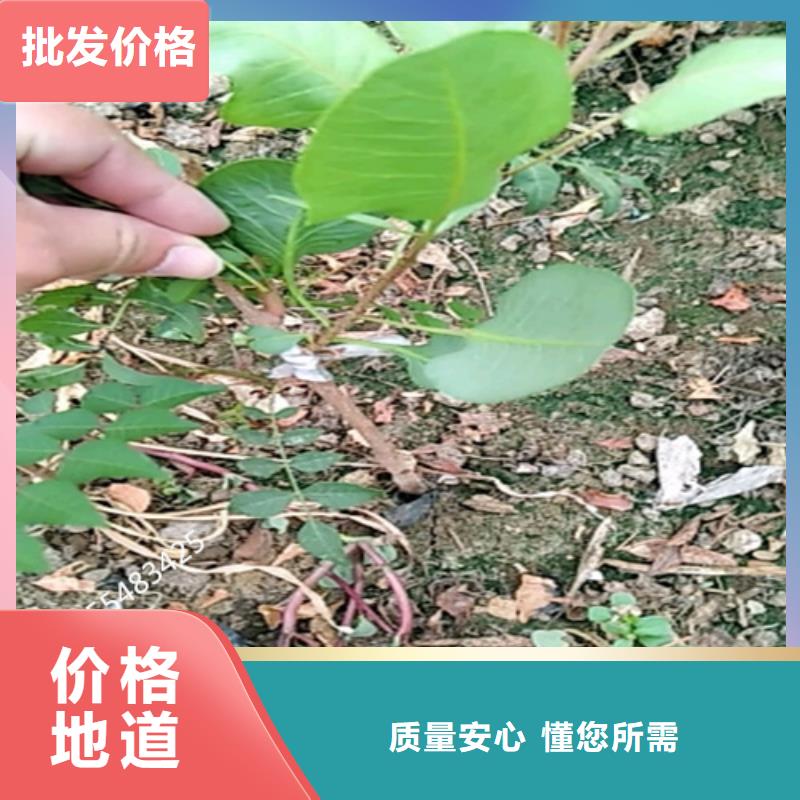 开心果-无花果苗精工打造