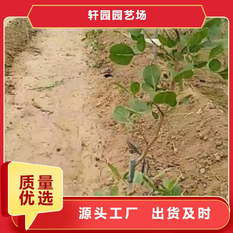 开心果蓝莓苗质量好