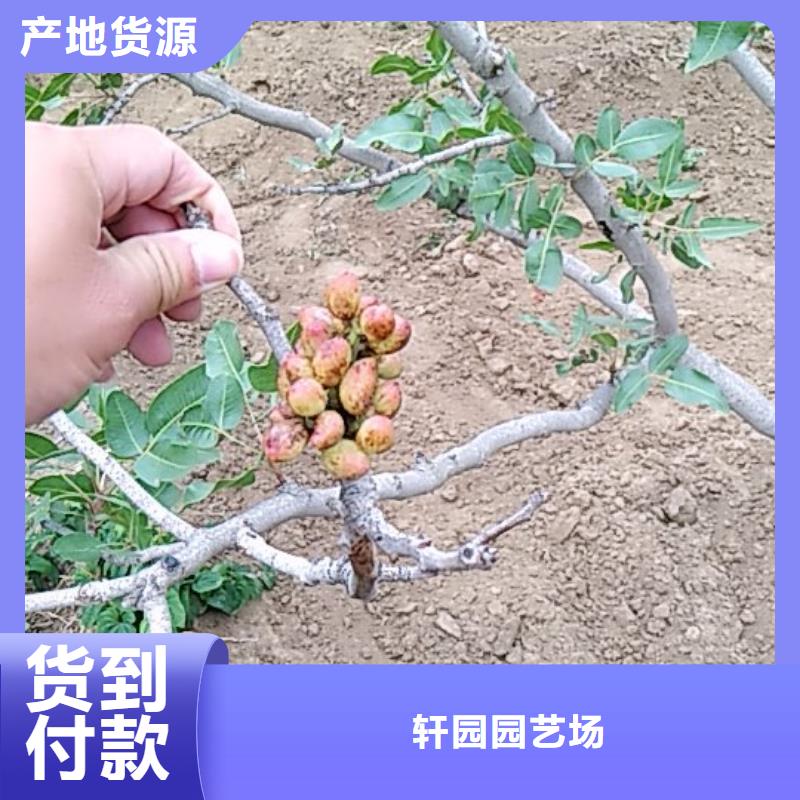 开心果蓝莓苗质量好
