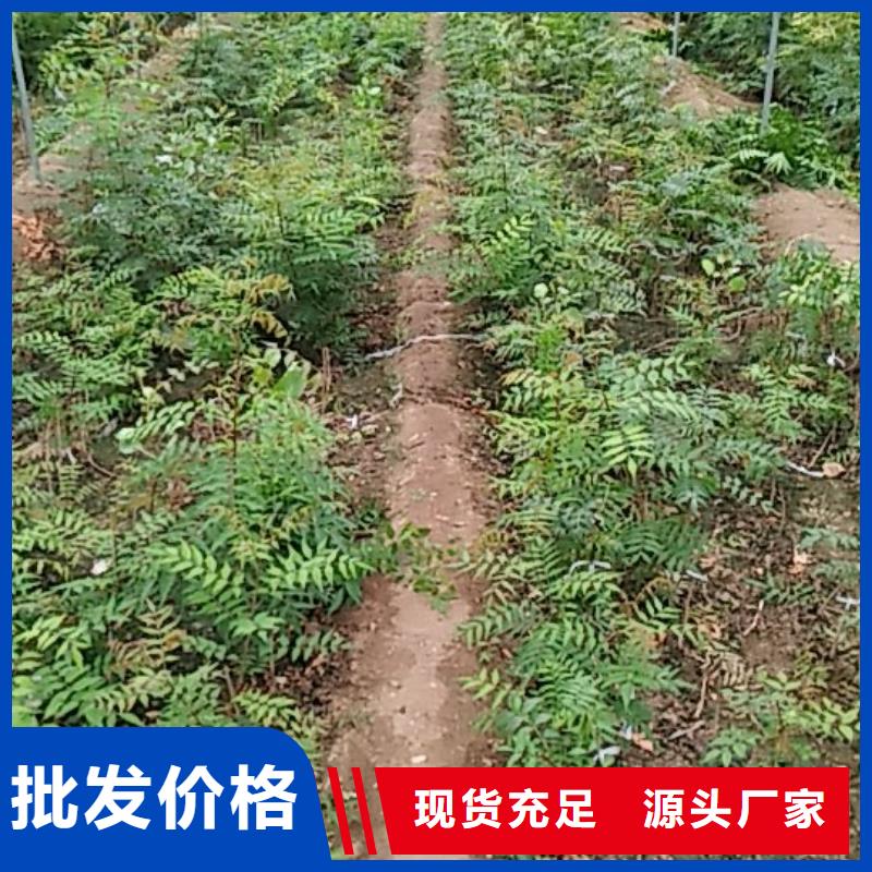 开心果桃树苗的简单介绍