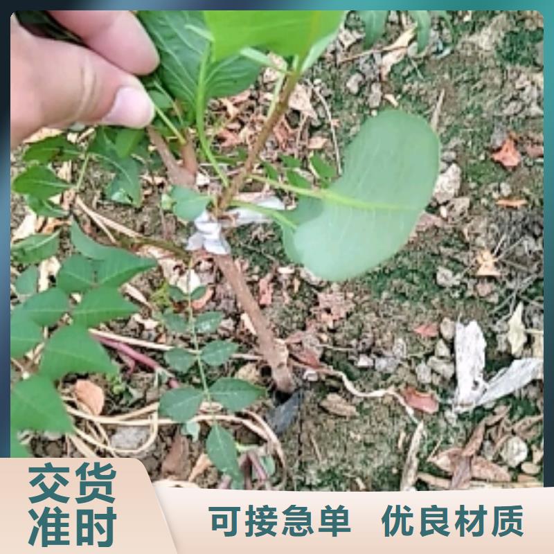 开心果蓝莓苗质量好