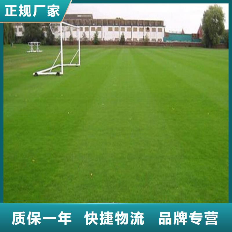 人造草坪,塑胶跑道用心服务