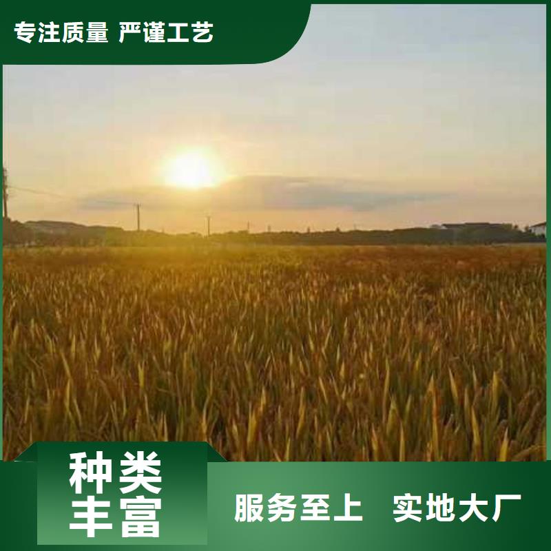 【真诚合作大闸蟹-阳澄湖大闸蟹团购价格有优势】顾记阳澄湖大闸蟹