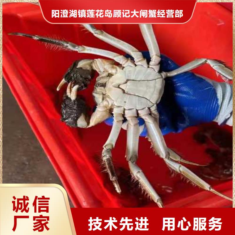去阳澄湖大闸蟹哪里好好吃在苏州莲花岛