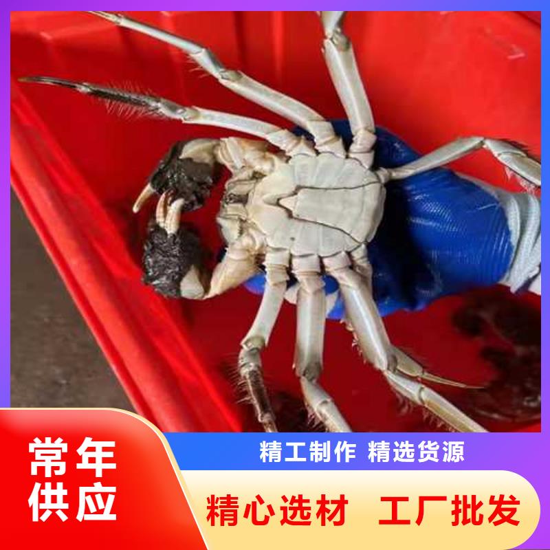 顾记阳澄湖大闸蟹大闸蟹【阳澄湖大闸蟹订购】好品质选我们