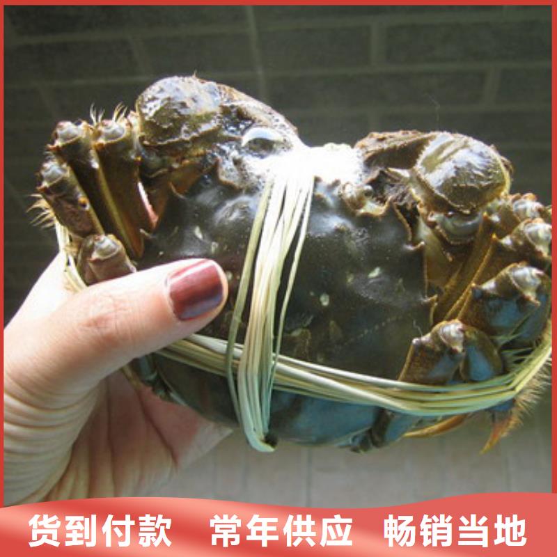 【真诚合作大闸蟹-阳澄湖大闸蟹团购价格有优势】顾记阳澄湖大闸蟹