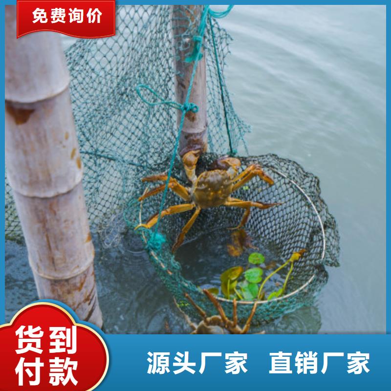 打螃蟹品牌厂家