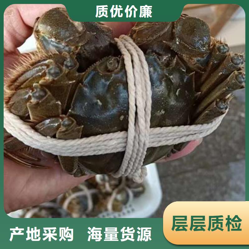 【螃蟹】,阳澄湖大闸蟹网上订购满足客户需求-可发货到津南|西青|武清|宝坻