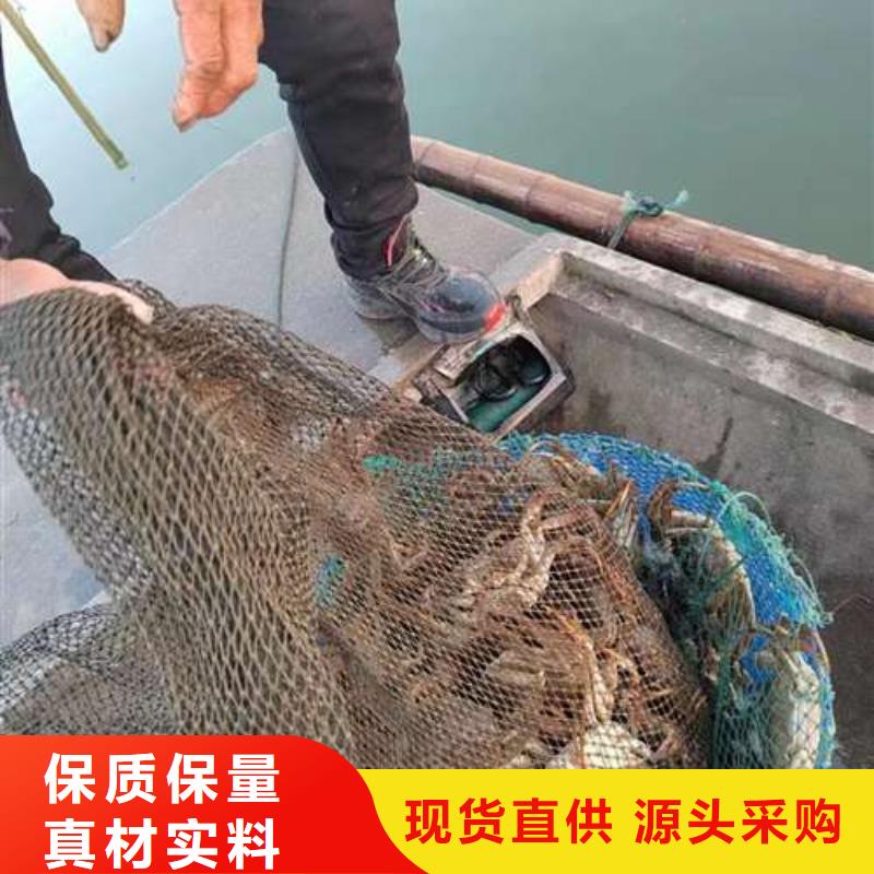 【螃蟹】,阳澄湖大闸蟹网上订购满足客户需求-可发货到津南|西青|武清|宝坻
