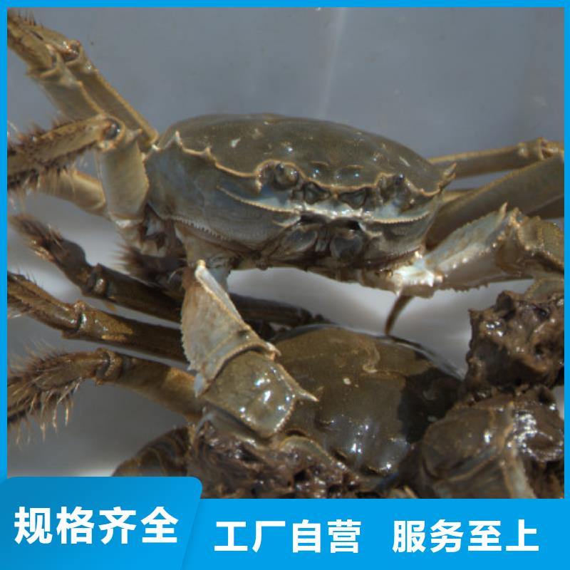 顾记阳澄湖大闸蟹螃蟹-【阳澄湖大闸蟹】制造生产销售28354.com