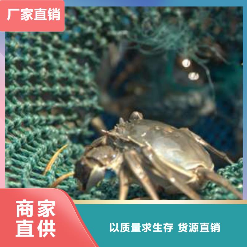 阳澄湖大闸蟹顾记【 螃蟹_阳澄湖大闸蟹价格值得信赖】