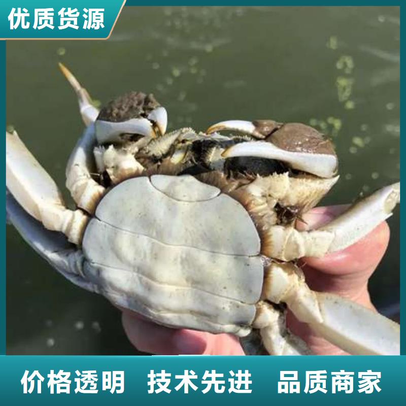 阳澄湖大闸蟹顾记【 螃蟹_阳澄湖大闸蟹价格值得信赖】
