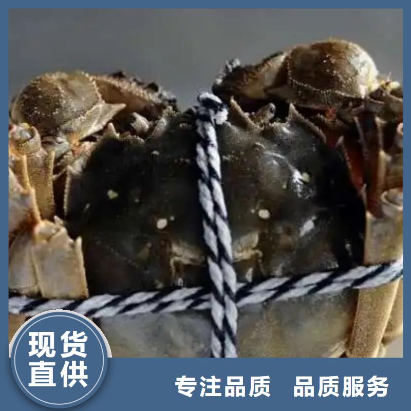 阳澄湖大闸蟹顾记【 螃蟹,阳澄湖大闸蟹精选厂家好货】